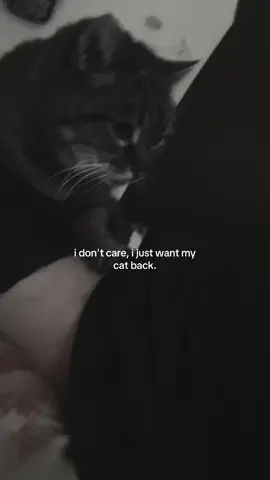 #fyp #catloss #catgrief #petloss #missyou 