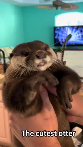 The cutest otter #otter #otters #ottercute #fpy #fpyシ 
