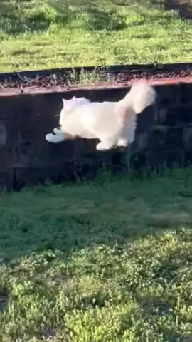 Cat fail🤣🤣#funnyvideos #cat #kitten #fyp #pet #funnycat #catoftiktok #catlover #funny #catsoftiktok #kitty #tiktok #cute 