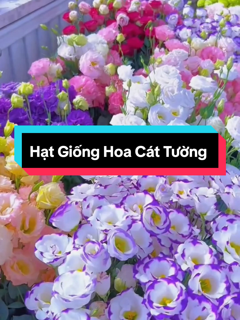 Hạt Giống Hoa Cát Tường #hatgiong #hatgionghoa #hatgionghoacattuong #hoacattuong #muataitiktokshop #xuhuong 
