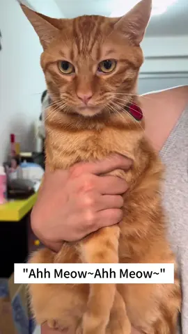 My cat is a repeater#cat #funny #pet #foryou #fpy #usa #cute #cats #funnycats #catsoftiktiok #catsvideo #funnycat #usa🇺🇸 #cutecat 