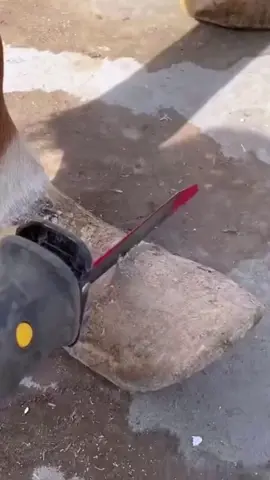 #horse #animalwelfare #asmr #farriersoftiktok #horseshoe #farrier #satisfying #hoof #care