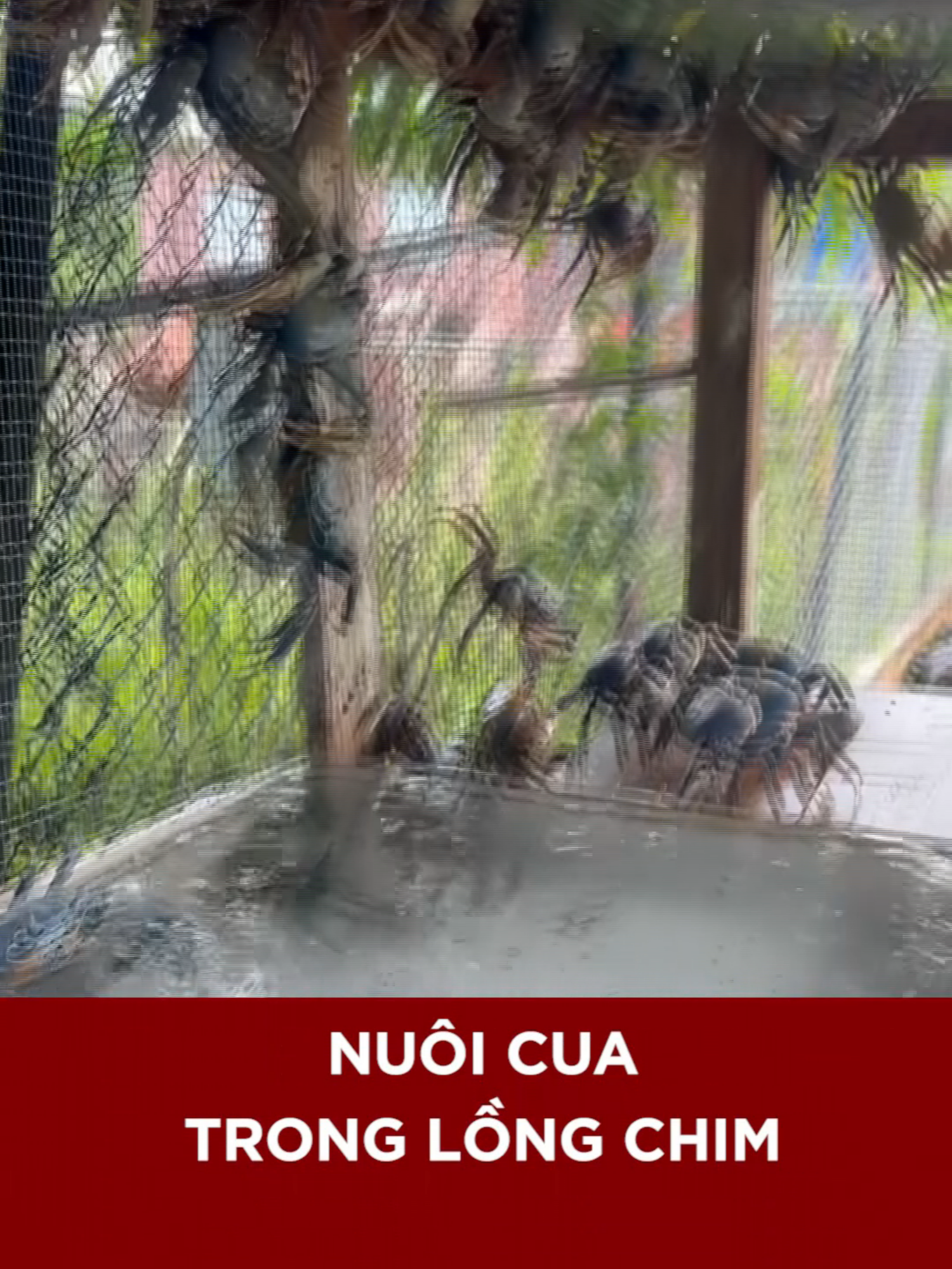 NUÔI CUA TRONG LỒNG CHIM | MEKONG DAILY #nuoicua #cuabien #longchimdep #docla #channuoi #mekongdaily