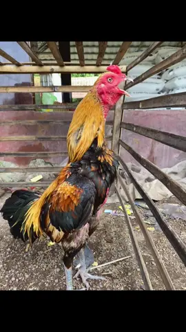 #joglofarm #mryoungboys 