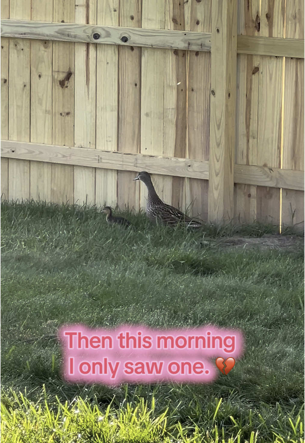 I AM NOT WELL 😭😭 I’m sorry TikTok - we have a lot of hawks and eagles around here… #ducksoftiktok 