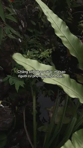 …#tamtrang #story 