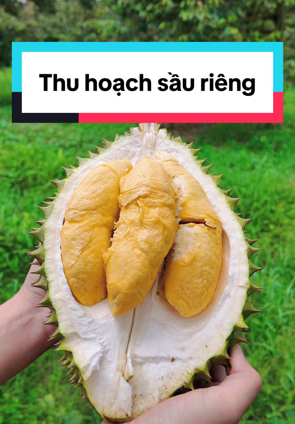 Người nông dân bất đắc dĩ thu hoạch sầu riêng. #minmặnmồi 