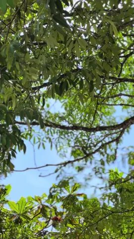 pesona ban 90/80🥰😇#surexgank🔥 #supermotoherex #surex #fyp 