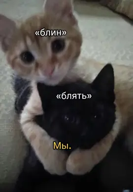 #рекомендации #отмечай #fyr #актив #мы #тигрицы 