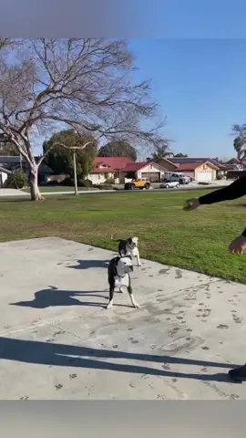 Dog and ball ⚽️ #dog #funny #funnydog #doglife #funnys #funnypet #PetsOfTikTok #funnyvideo #fyp #dogs 