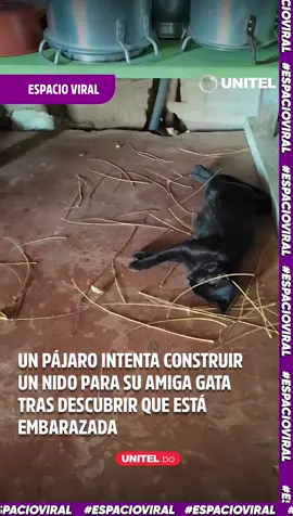 Un pájaro intenta construir un nido para su amiga gata tras descubrir que está embarazada  #Unitel #UnitelDigital #VideoViral #Virales #Gata #Embarazo #Pájaro #Nido #Amistad