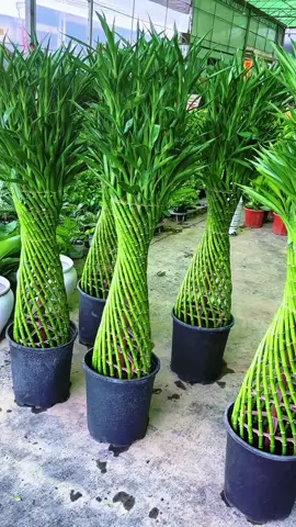 Lucky bamboo canton tower#garden #PlantTok #plantmom #propagation #houseplants #plants #zhizhiagricultural #plantparenrchallenge #plantparent #greenliving #urbanjungle #plantcare #bonsai #plant 