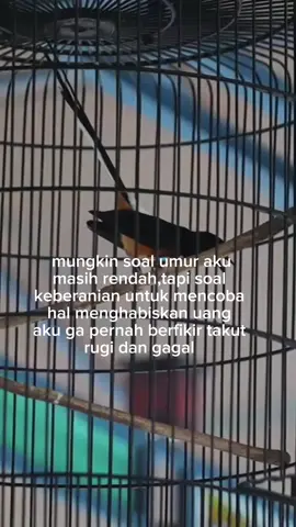 tetap mencoba walaupun gagal💪🏻#kicaumanianusantara #kicaumaniaindonesia #kicauburung #muraibatunusantara #muraibatujawatimur #muraibatuekorpanjang #muraibatuekorpanjang #kicaumania_indonesia #fyppppppppppppppppppppppp #fypシ゚viral🖤tiktok #fyp #bismillahfyp #kediri24jam 