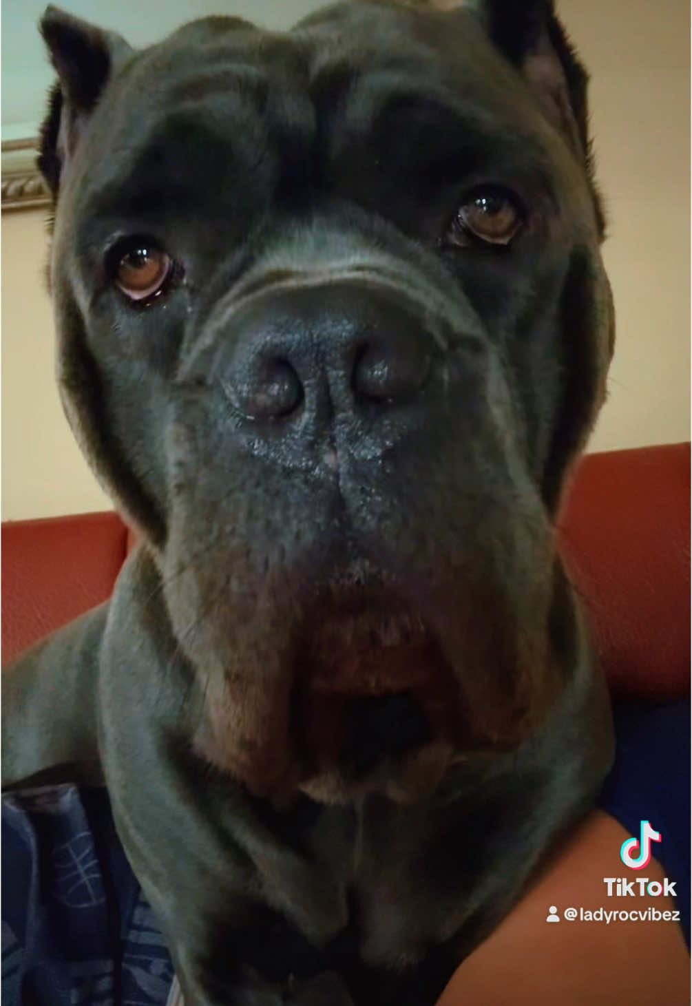 I would flip this world upside down for you and I know you would do the same  I love you with my whole soul 🥹❤️🐶 #ladyrocvibez #canecorso #canecorso #onyx #myprotector #mylife #dogmom #canecorsolove #bigpoppa #babyboy #babbas #mamiloveyou 