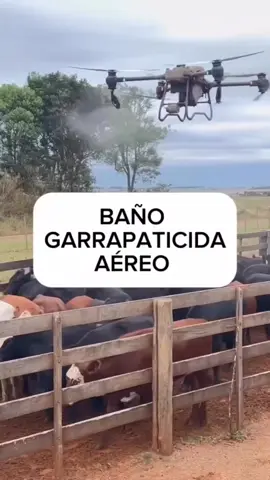 La tecnología está revolucionando el campo. Hoy usamos drones para fumigar el ganado de forma más rápida, segura y eficiente. ¡Menos estrés para los animales y mejores resultados para los ganaderos! ¿Ya conoces esta innovación? #GanaderíaModerna #TecnologíaAgropecuaria #DronEnElCampo #FumigaciónConDron #GanaderosDelFuturo #AgroInnovación #CampoInteligente #DronAgrícola #GanaderíaEficiente #agtechtalk #CapCut 