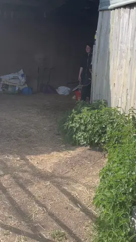 Is it a bird? Is it a plane?  #horsesoftiktok #foru #equinelife #foryoupage❤️❤️ #horsegirl #foruyou #countrygurl4life #viralvideos 