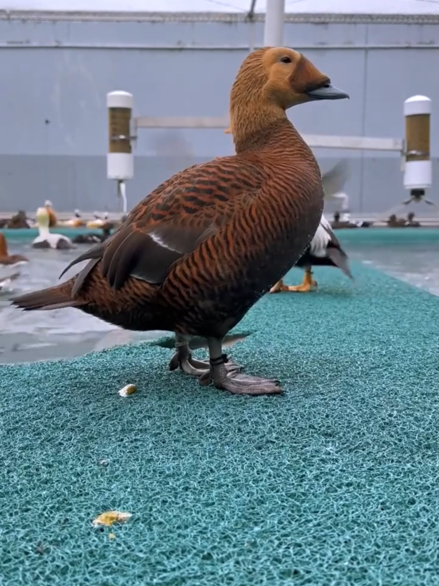 EL ORO DEL ÁRTICO: LA PLUMA MÁS CARA Y SOSTENIBLE DEL PLANETA Recolectada en Islandia, la pluma de eider es ligera, cálida, ética y extremadamente valiosa. Usada en edredones de lujo, se limpia y selecciona a mano, siendo uno de los materiales naturales más exclusivos del mundo. #Eider #Islandia #PlumaDeLujo #Sostenibilidad #LujoNatural #EdredonesPremium
