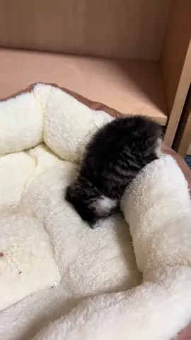 #fun #cute #animals 