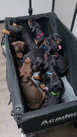 Our trip to the vet for an exam.  All healthy babies.   ♦️♦️ AVAILABLE PUPPIES♦️♦️ @highlight #veterinarian #vetvisitday #croppedears #cropped #everyoneシ゚ #dobermans_of_tiktok #fypシ゚ #sullydoberman #akcdobermanpuppies #puppiesforsaleintexas #cutebaby #7weeksold #dobermanpuppies #dobermanpuppy