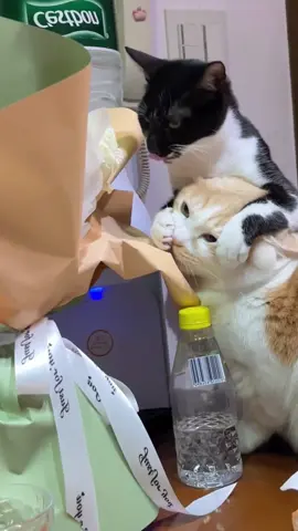 Don't let friends eat #cat #cute #funnyvideos #funny #fyp #catsoftiktok 