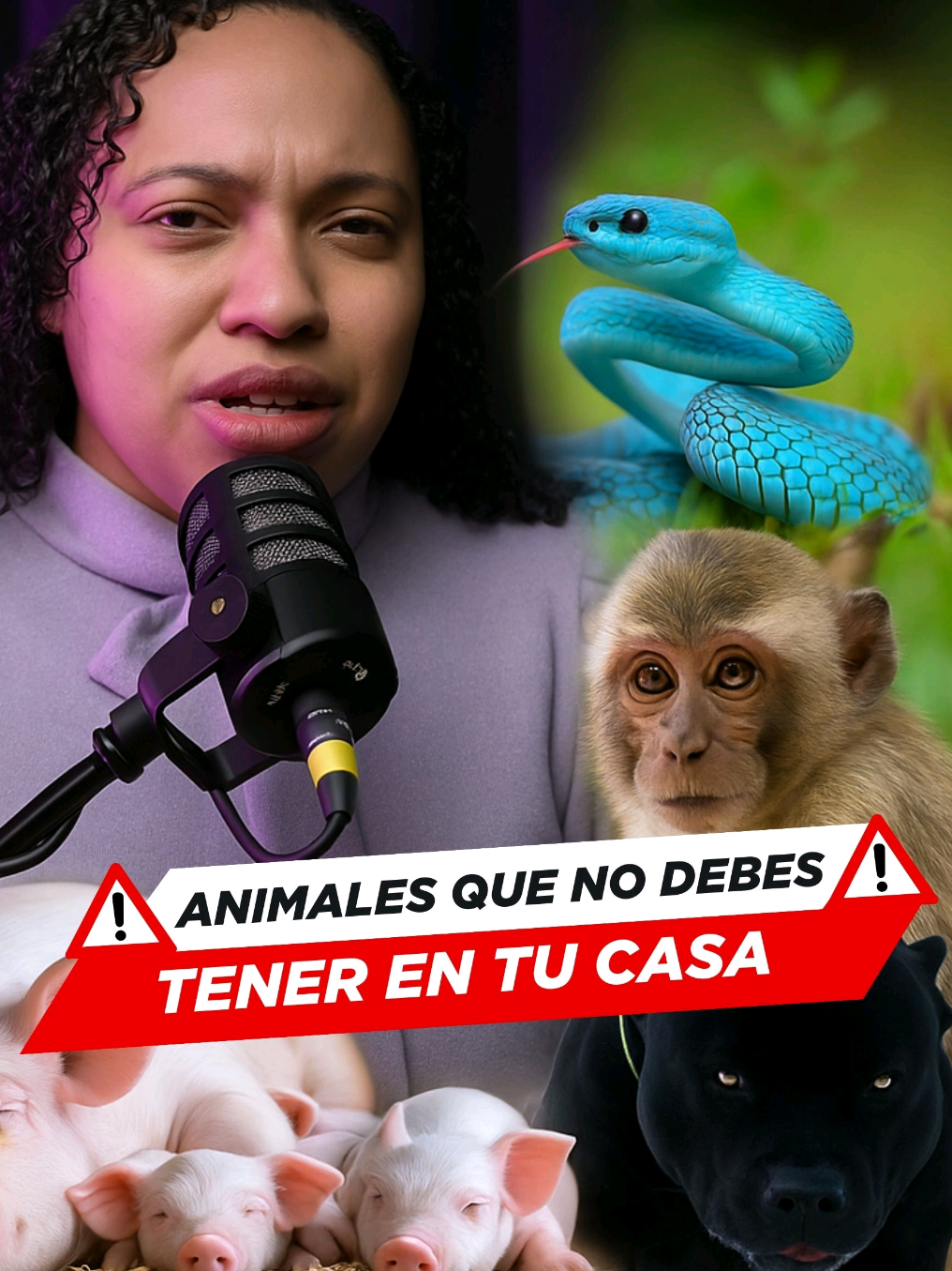 4 Tipos De Animales Que No Debes De Tener En Casa | Luis Cueto . . . #eeuu🇺🇸 #fyp #tendencia #viralvideos #viral_ #liberacion #impactante #cuidado #alerta #animal #animales #serpiente #mono #cerdo #pitbull #casa #encasa 