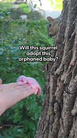 Mama Squirrel Adopts Orphaned Baby #squirrel #squirrelsoftiktok #animals 