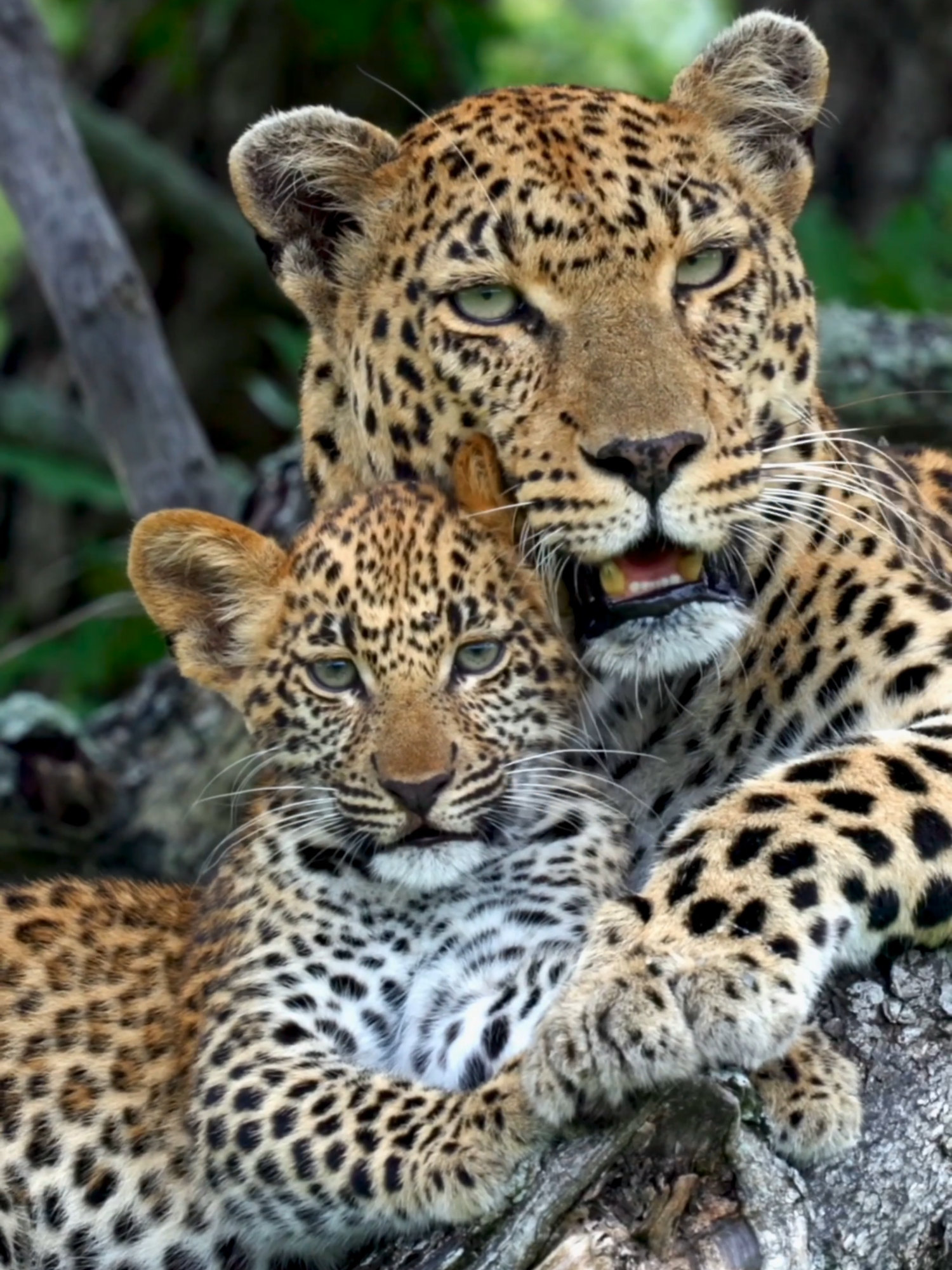 Tender scenes in the wild—leopard mother and cub bonding 🐆 #wildanimals #southafrica #catsoftiktok #wilderness #leopard #cuteanimals #safari #africa