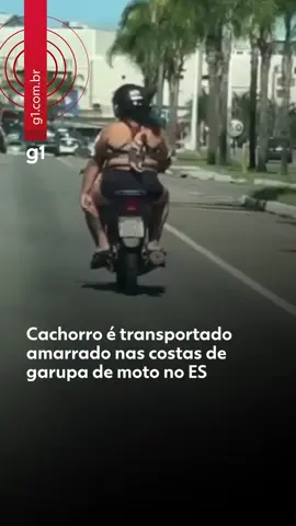 #EspíritoSanto - Um cachorro foi transportado pendurado nas costas de uma mulher que estava na garupa de uma moto em Cariacica, na Grande Vitória. O vídeo mostra o animal de porte pequeno preso em uma coleira peitoral.  A moto trafegava na Avenida Mário Gurgel, próximo a um shopping. O Código de Trânsito Brasileiro (CTB) proíbe que animais sejam transportados na parte externa do veículo, o equivalente à infração grave, com pagamento de multa de R$ 195,23 e cinco pontos na carteira. O vídeo foi feito em abril deste ano. Veja mais clicando em 'leia o artigo' #g1 #g1local #cachorro #garupa #vitória #tiktoknotícias