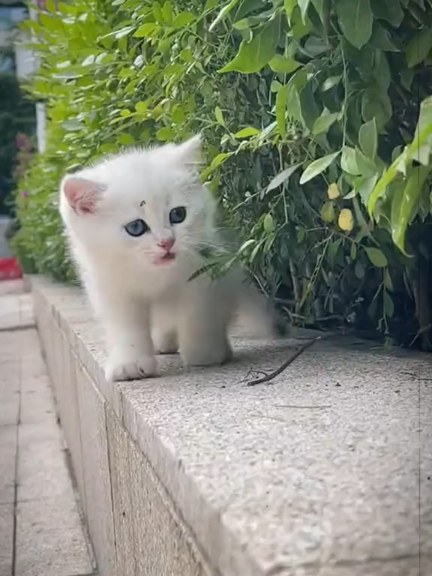Cute cat | cat baby | meow #cutecat #cat #meow #catslover #foryou #viral #tiktok 