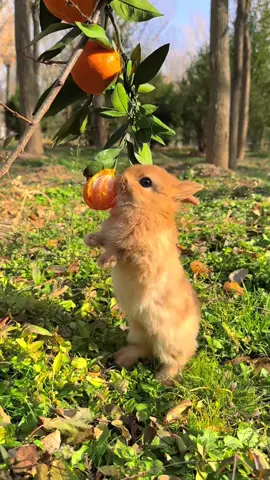 #CapCut #capcutforus #capcutpioneer 