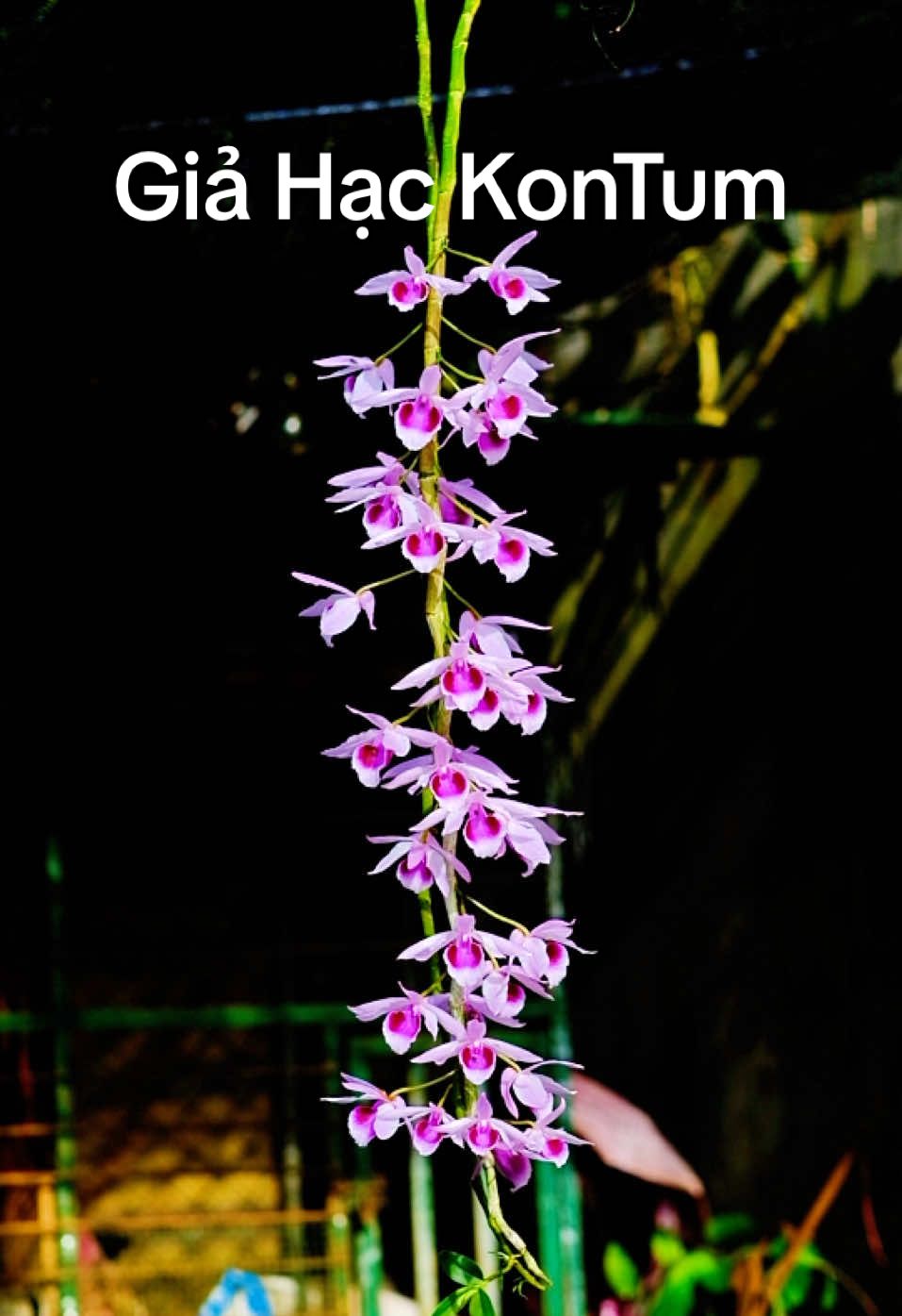 Giả hạc KonTum| Hoa thường thôi nhưng siêu sai hoa và đặc biệt rất là thơm #xuhuong #viral #fyp 