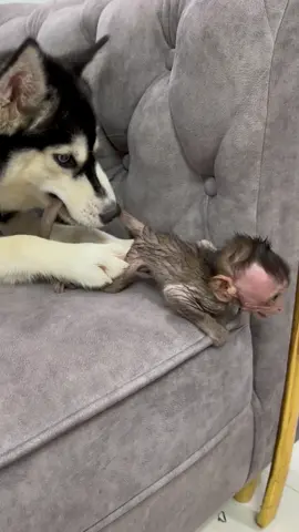 Smart monkey zaza . . . . ................. #viral #reels #reelsfb #instagood #monkeylove #monkey #videomonkey #videomonkey #videomonkeyviral