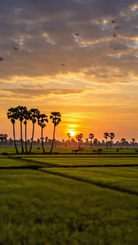 នឹកដល់បងផង🌿🌄🌾🎶#កំពងឆ្នាំងផ្ទះខ្ញុំ🏡😘 #ទេសភាពស្រុកស្រែ🌄🏜️🌱🌼🌾🐟 #ភ្លេងការ #ណយវ៉ាន់ណេត #🌸🌸🌸 #ស្រុកភូមិកំណើត 