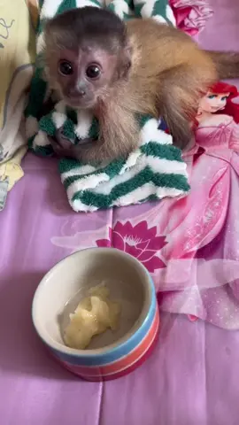 🍌🍌🍌#Babyorlando #capuchinmonkey 