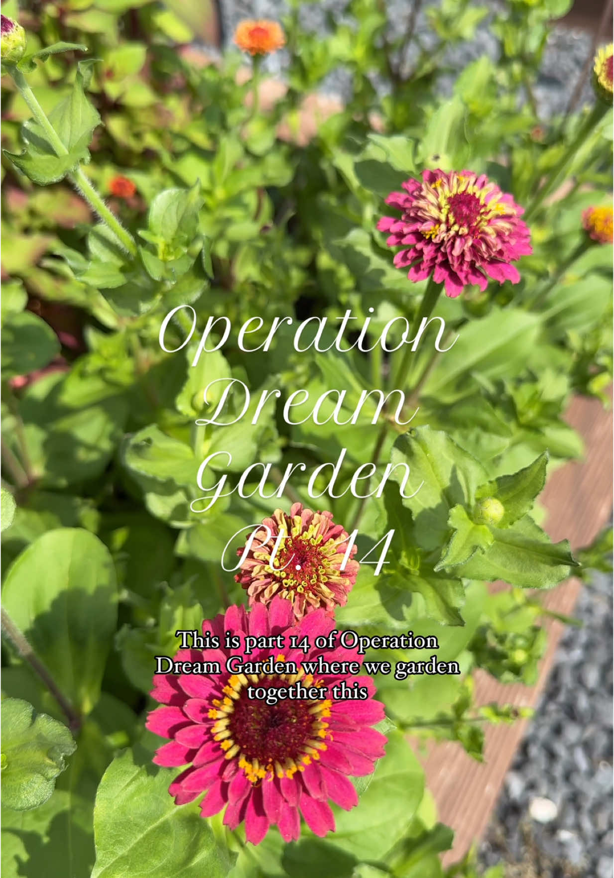 Garden Series pt. 14 🍅🌼 Fertilized everything, picked the prettiest tomatoes, and next week… we harvest blooms. Stay tuned — it’s getting good out here 👩‍🌾✨ #gardentok #tomatoseason #bloomwatch #backyardgarden #countryliving 