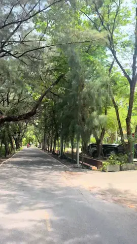 บรรยากาศสวยสวยในมหาวิทยาลัยเกษตรศาสตร์บางเขน #เ#เกษตรบางเขนk#kasetsartuniversityม#มหาวิทยาลัยเกษตรศาสตร์