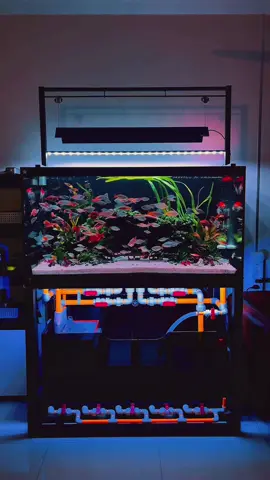 Hà Nội ngày mưa gió 🥰  #cácảnh #cacauvong #cacauvong🌈 #rainbowfish #rainbowfishart #rainbowfishtank #fishtank #fishtanks #fishtanklife #bểcáthuỷsinh #bểcácảnh #bểcá #mêcácảnh #huyleemeca #hocacongnghemoi #becacongnghemoi  @Huy Lee Photography 