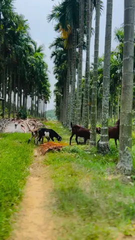 #paristiktok🇫🇷🌍 #foryopage #sylheti_fua #bagladesh🇧🇩tiktok 