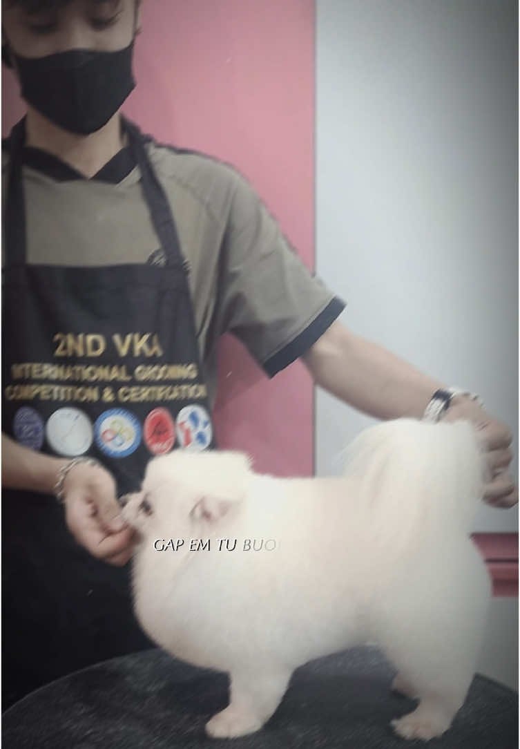 +1 máy grooming🥰 #spachomeo #goan_groomer #cắt_tỉa_lông_thú_cưng #cutedog #cattialongchomeo #pomeranian #cưng_xỉu #cattialongthucunghanoi 