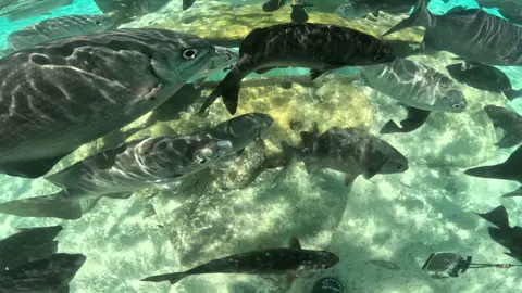 #24ABRIL2025 🎥🐠 ¡VIVE UNA EXPERIENCIA ÚNICA EN SAN ANDRÉS ISLAS! 📸🌊 ¿Te imaginas posar bajo el agua rodeado de peces de colores y llevarte un recuerdo inolvidable? 🌈🐟 ¡Ven y descubre nuestro servicio audiovisual exclusivo en el Acuario Natural de San Andrés Islas! 💙 ¿Qué incluye la sesión? 📸 10 fotografías digitales 🎬 3 videos, incluyendo un increíble video aéreo con grúa estilo 