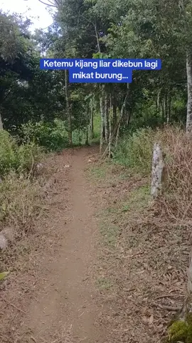 ketemu kijang dikebun..