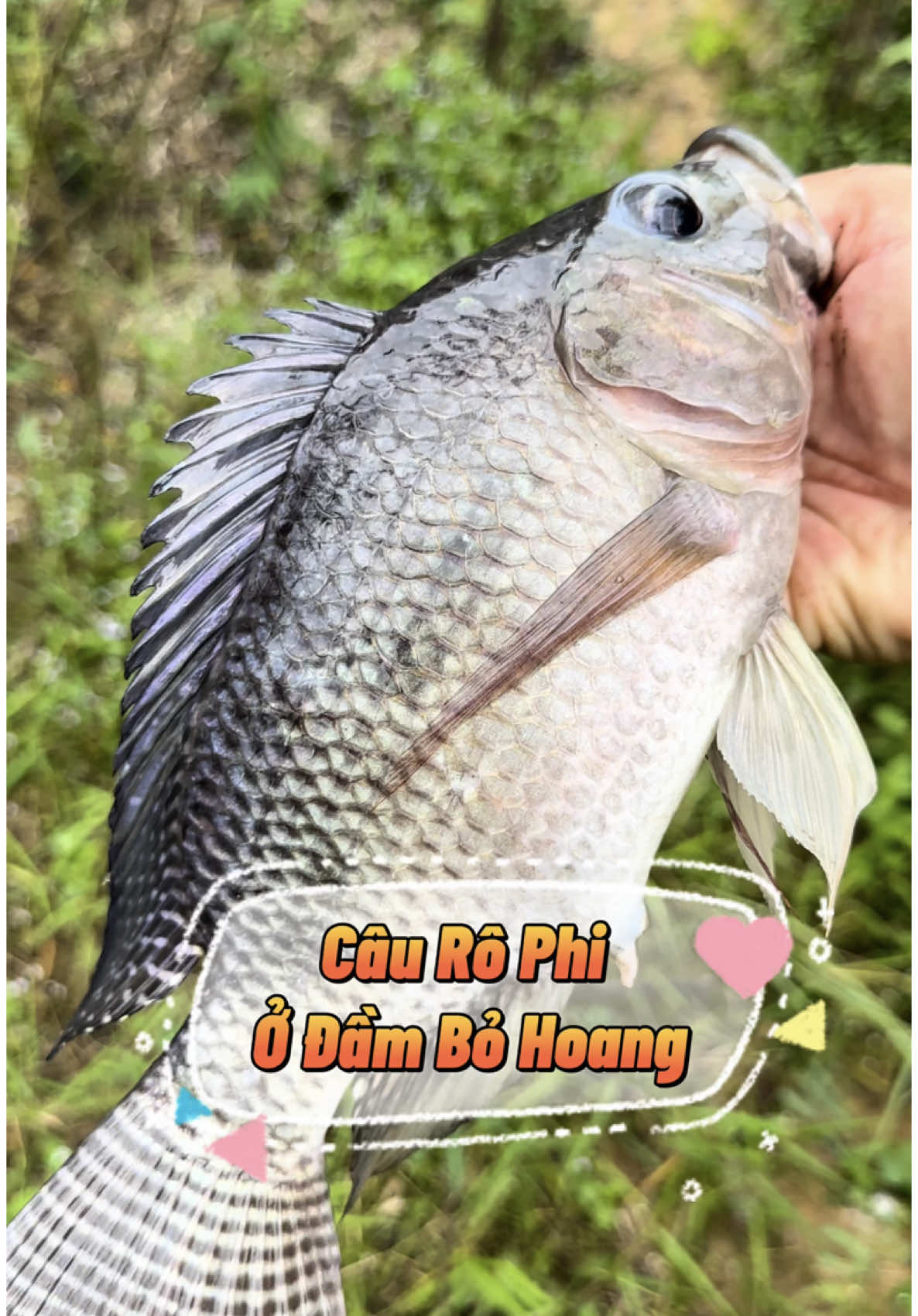 Câu Cá rô phi tại đầm bỏ hoang! #câucá #xh #viral #caucavatrainghiem #Xuhướng 