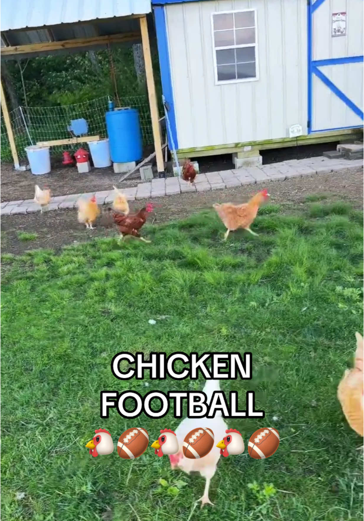 #tiktoklive #livehighlights #chickenfootballTM #naughtychicken #chickenlady #crazychickenlady #crazychickenlady #chickensoftiktok #chickenladyjes 