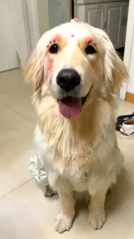 #dog #goldenretriever #fyp 