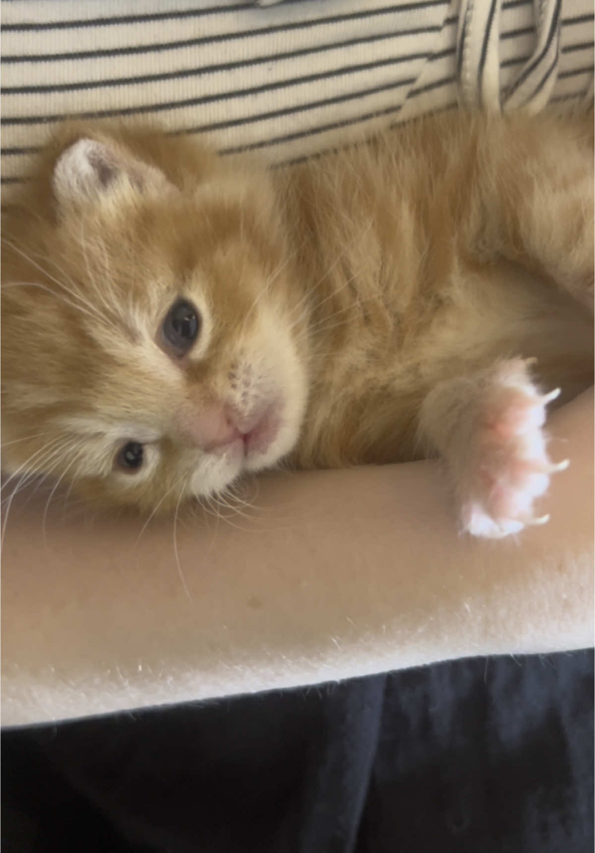 She loves her belly being tickled  #cat #catsoftiktok #kittens #kittensoftiktok #fyp 