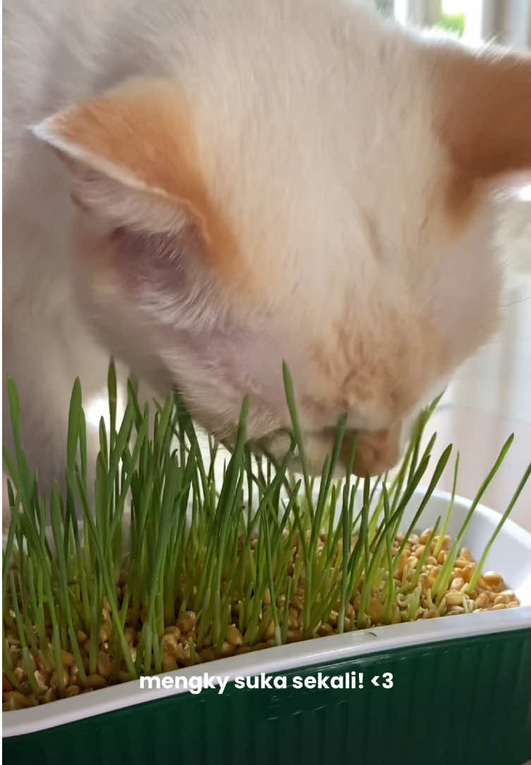 tanam rumput sendiri biar bersih & aman untuk majikan✨😻