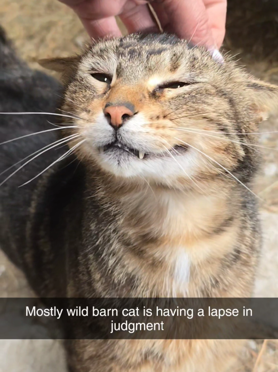 #barncat #catsoftiktok #cats #funny #catvideo 