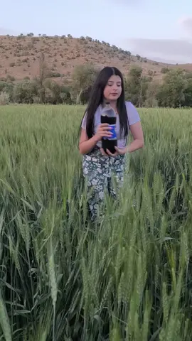 kola sevenler burdami