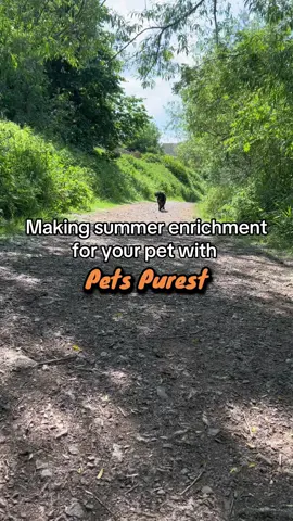 This summer do this for your pet!!! #pumpkinpowder #healthypets #petwellness