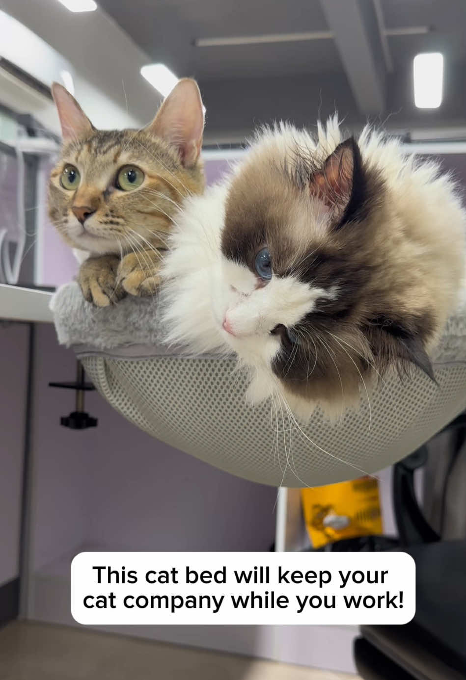 They’re so cute!!! #cathammock #catlife #cutecat #catlover #cuteanimals #mycat #catsupplies #kitten #cattok #kittensoftiktok 
